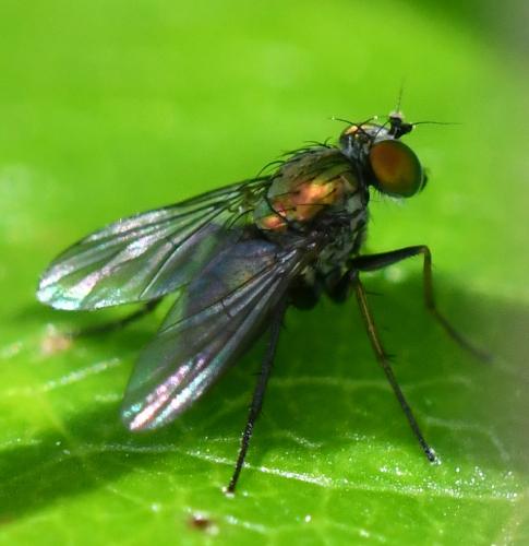 Chrysotus sp.